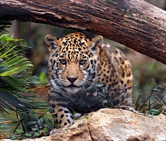 Heredia - Jaguar Rain Forest
