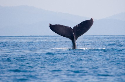 Puntarenas - Whale Season